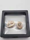 Ancient Chinese Cowrie Shell Money     Shang Dynasty C  2000-1000 Bc