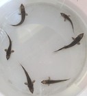 One 4 To 5 Inches Live White Sturgeon For Koi Pond Or Large Aquarium