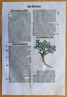 Post Incunable Leaf Hortus Sanitatis Colored Woodcuts Botany  o  - 1511