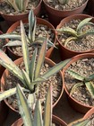 Agave Macroacantha Variegated Potted Home Garden Beautiful Plants