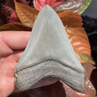 Megalodon Shark Tooth Collector Quality 4 35    Georgia