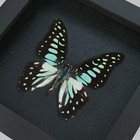 Real Dried Butterfly Black Shadow Box Insect Bug Taxidermy Framed Home Decor