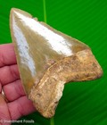 Megalodon Shark Tooth 4 20    Real Fossil Xl Big Orange   Serrated