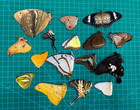 15 Real Butterfly Specimens Taxidermy Dried Unmounted Entomology Art Collection