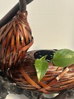 Vtg Japanese Hyotan Double Gourd Ikebana Splint Basket Bamboo Root Wood 14x18 