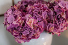 Lavender   Pink Hydrangea Stem