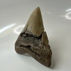 Megalodon Shark Tooth 4 65 Inch - Amazing - Serrated Fossil - Authentic 20486