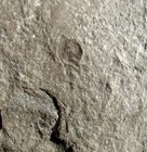 Screamin Rare Silurian Xiphosura Arthropod From The New York Eurypterid Site 