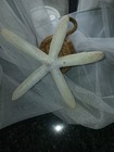 Preserved Real Natural White Starfish  Shell  Sea  Ornament  Decor