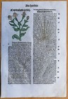 Post Incunable Leaf Hortus Sanitatis Colored Woodcuts Botany  p  - 1511