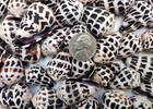Medium Hebrew Cone Seashells Conus Ebraeus  5 Shells Approx  1  Inches 