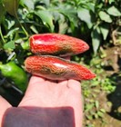 100  Mammoth Jalapeno Hot Pepper Seeds  - Fresh ---- Non-gmo