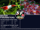 20 2 Red Rili Freshwater Neocaridina Aquarium Shrimp  Live Guarantee