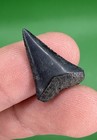Juvenile 0 82    Great White Shark Tooth Fossil Real Shark Teeth Fossils