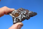 Brahin Pallasite Meteorite  Etched Slice Weight 13 2 Grams 2 75 Inch