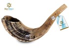 Holy Voice Kosher Ram Shofar Horn From Israel 12 -14  Traditional Half Polish   