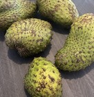 Soursop Guanabana Fresh Actual Fruit