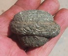 Pyrite Mushroom Nodule New Mexico
