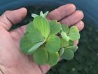 10 Giant Water Lettuce Live Floating Pond Plant