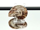 Large Nautilus Fossil - Madagascar   9 
