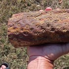 Red Lepidodendron Fossil Almost 7 In Long Complete Root Section Great Details