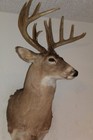 Wide   Tall Whitetail Deer Head Shoulder Mount Taxidermy Cape Shed Antler Mule
