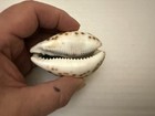 1939 San Francisco Golden Gate World s Fair Carved Seashell Souvenir