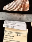 Lot Of Three Small Conus Litteratus  Imperialis  Amadas  s-159 