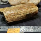 Zimbabwe Green Opalized Petrified Wood Log Specimen Natural Form  3lbs 11oz 