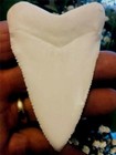  Great White Shark Teeth  Replicas 3 1 4  Unofficial World Record 