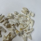 Lot Of 20 Real Coyote Molars Teeth Taxidermy Art Weird Odd Project Unqiue   2584