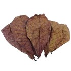 10 20 50pcs Indian Catappa Almond Leaves Shrimp Betta Fish Aquarium Care