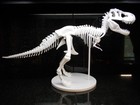 3d Printed Tyrannosaurus  Rex Skeleton Fossil Replica Prehistoric Display Model