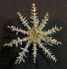 Sea Urchin   Deep Sea Urchin
