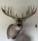 Huge 203 6 8 Inches   18 Point   s  Whitetail Shoulder Mount brand New   Antlers