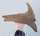 Fossil Megaloceros Irish Elk Antler Piece Germany Poland North Sea Mammoth Saber