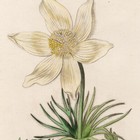 Curtis Botanical Magazine 1833 Vintage Flower Print  15 Pasque Flower