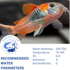 Pack 3 Corydoras Sp aff aneus  venezuela   0 75-1   Live Fish