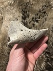 Fossil Sea Turtle Jaw Not Megalodon Shark Tooth