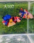 Betta Nemo Multi Live Fish High Quality Get Male Free Female  a102