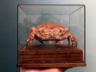 Real Red Crab Specimen With Glass Showcase Real Taxidermy Free Shipping