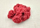 Red Pipe Organ Coral Tubipora Musica  1 Coral Approx  3  Inches 