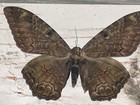 Black Witch Art  Framed Taxidermy Butterfly Moth Real Insect Bug Gift Shadowbox