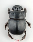 Scarabaeinae  Catharsius Mirabilis  F41mm Xl Kenya