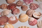 Shell Lot Beautiful Assorted Mixed Cones Shells Sea Shell Seashell 