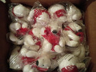 Coca-cola Polar Bear Mini Plush Stuffed Animal red Scarf No Coke  15 Ct-all 2019
