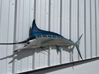 75  Blue Marlin Half Mount Fish Replica -  Quick Production
