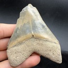 Rare Colorful Megalodon Shark Tooth Fossil 3 45    Feeding Damage