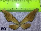 Lpsp  04  A   A    Sphingidae  Moths
