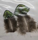 Peacock Feathers 2 To 3 Inches Apiece Six Pack